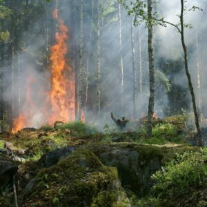 Wébinaire 26 septembre : Dynamiques de pouvoir et réponse aux incendies, avec Clara Aubonnet